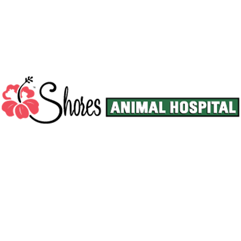 shores animal hospital st augustine